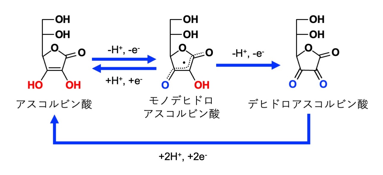 ビタミンC（酸化、還元）