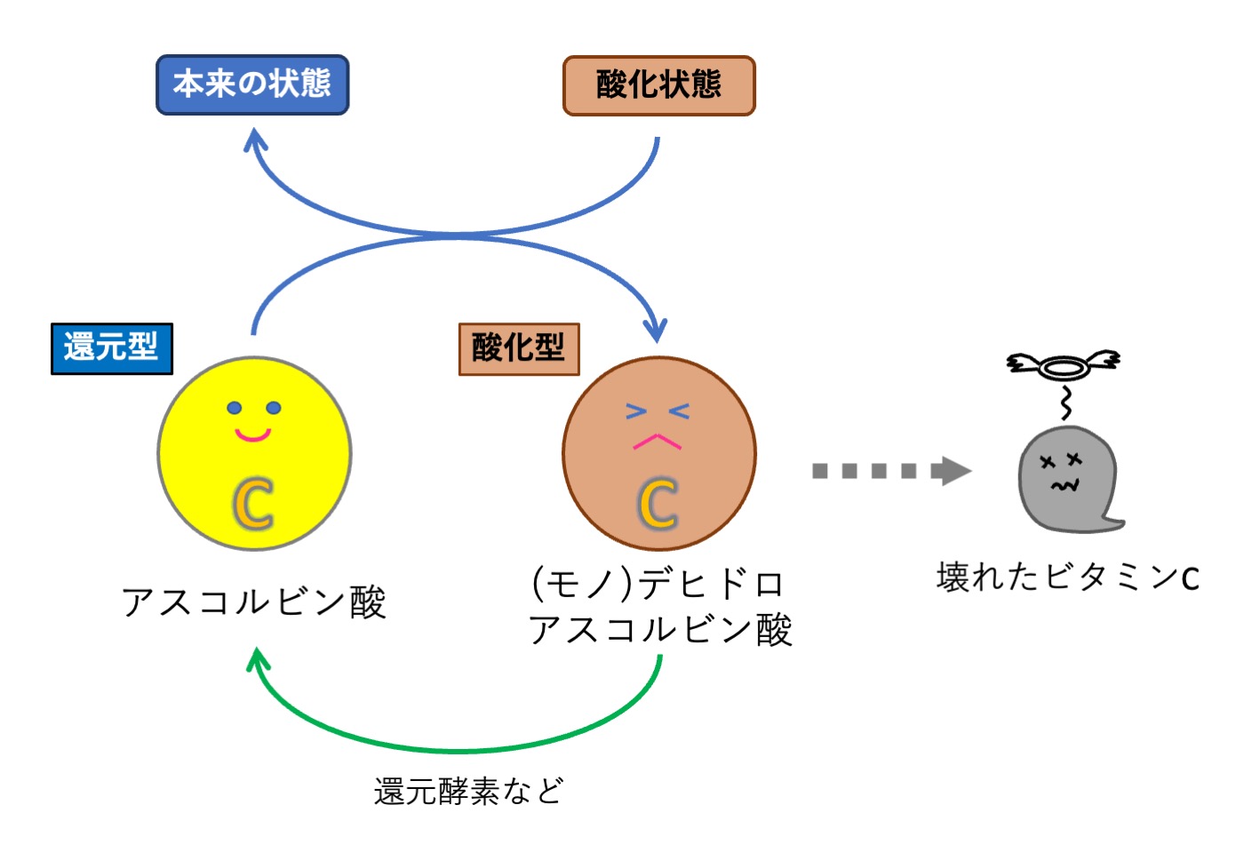 ビタミンC（酸化、還元）